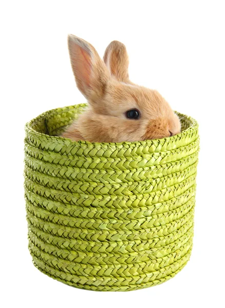 Fluffy foxy rabbit in wicker basket isolated on white — Stock Photo, Image