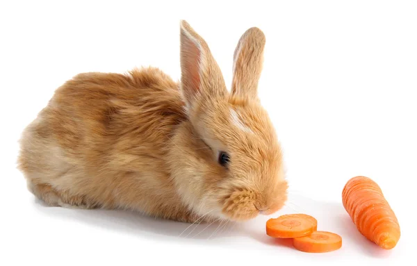 Flauschiges Fuchs-Kaninchen mit Karotte isoliert auf weiß — Stockfoto