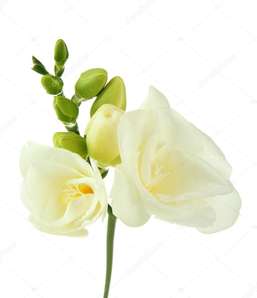 Beautiful freesia flower, isolated on white — Stock Photo © belchonock