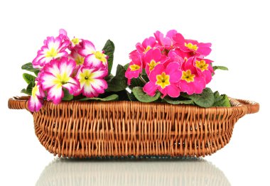 beyaz izole güzel pembe primulas sepeti,