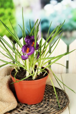 yeşil zemin üzerine ahşap masa üzerinde saksının içinde güzel mor çiğdemler