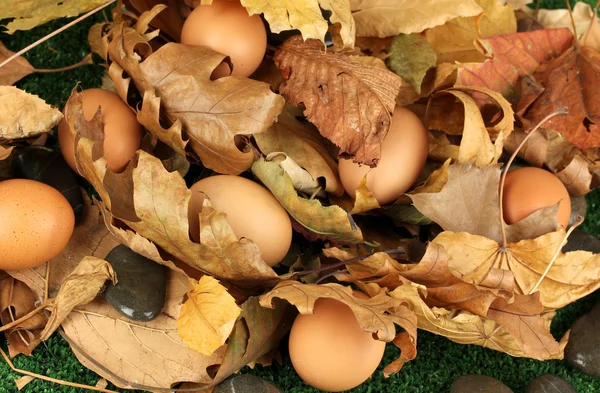 Ostereier in Blättern versteckt — Stockfoto