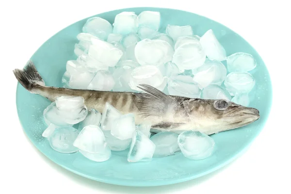 Frozen fish in plate with ice isolated on white — Stock Photo, Image