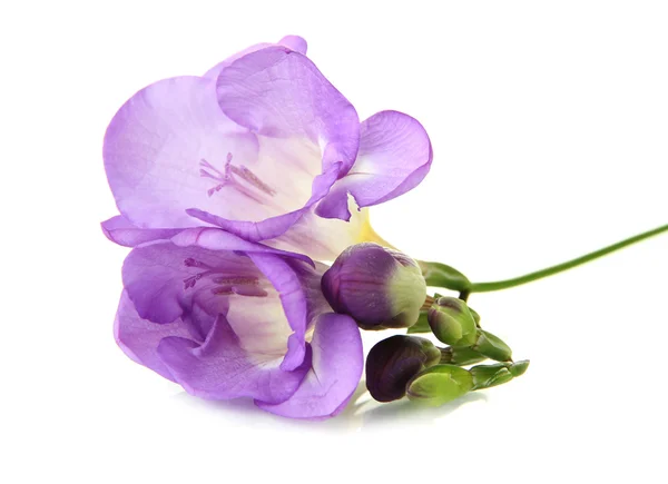 Фіолетова квітка фрезії, ізольована на білому — стокове фото