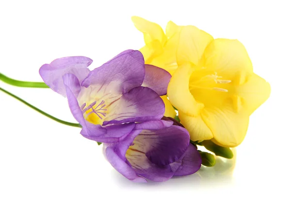 白で隔離され、freesias 花の花束 — ストック写真