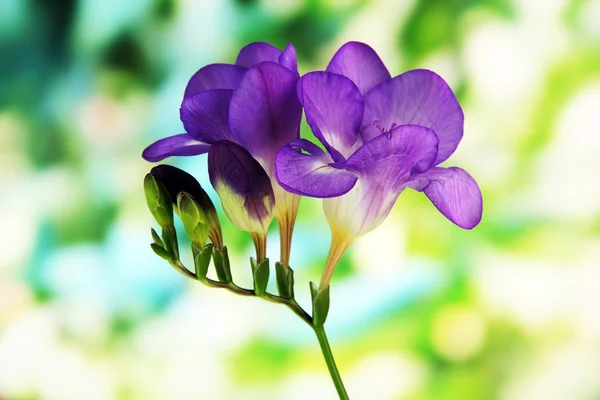 Purple freesia flower, on green background — Stock Photo, Image