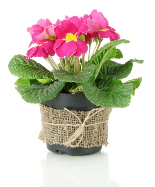 Beautiful pink primula in flowerpot, isolated on white — Stock Photo, Image