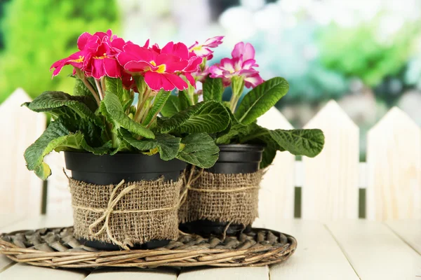 Beautiful pink primulas in flowerpots, on wooden table, on green background — Stock Photo, Image