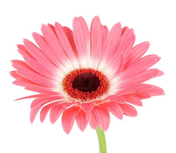 Bela flor Gerber isolado em branco — Fotografia de Stock
