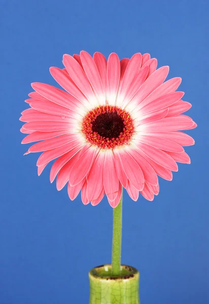 Beautiful Gerber flower on blue background — Stock Photo, Image