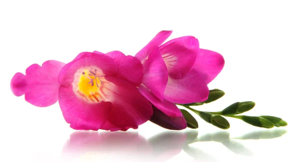 Bela flor freesia, isolado em branco — Fotografia de Stock