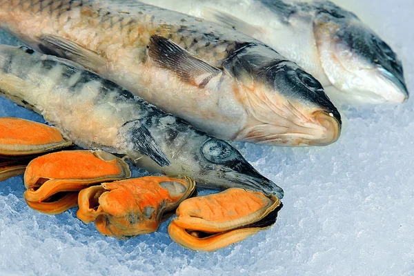 Fresh seafood on ice — Stock Photo, Image