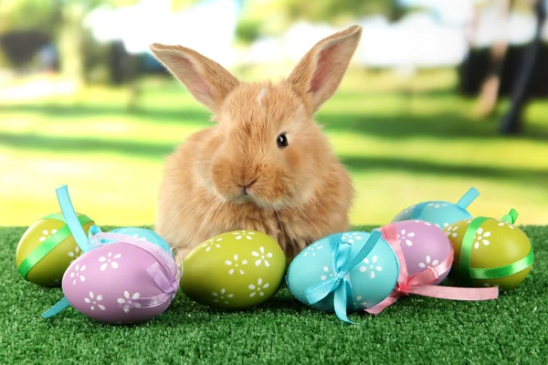 Conejo esponjoso en la hierba con huevos de Pascua en el parque — Foto de Stock
