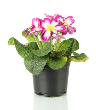 güzel pembe çuha çiçeği üzerinde beyaz izole saksı