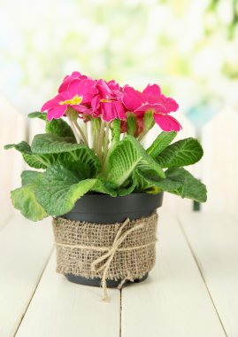 güzel pembe çuha çiçeği saksı, yeşil zemin üzerine ahşap tablo