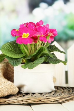 güzel pembe çuha çiçeği saksı, yeşil zemin üzerine ahşap tablo