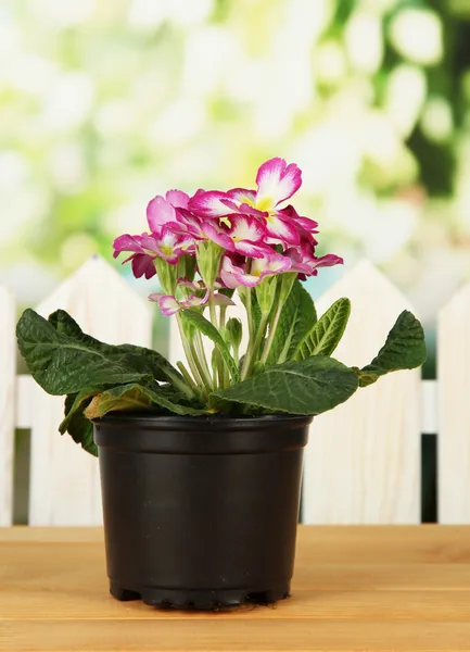 Schöne rosa Primeln im Blumentopf, auf Holztisch, auf grünem Hintergrund — Stockfoto