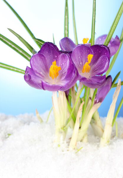 Красивые фиолетовые крокусы на снегу, на голубом фоне
