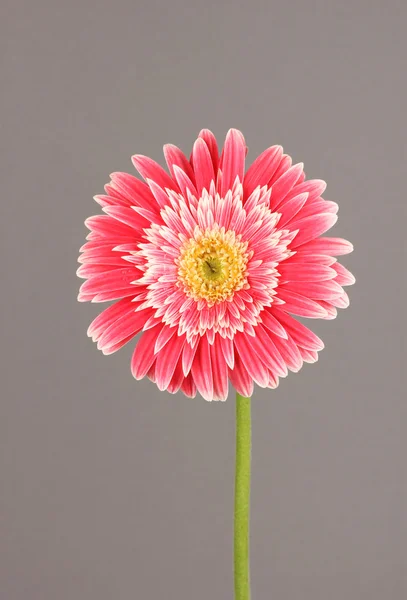 Beautiful Gerber flower on grey background — Stock Photo, Image