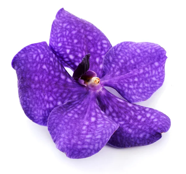 紫色の蘭の花、白で隔離されます。 — ストック写真