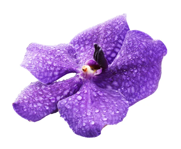 Paarse orchideebloem, geïsoleerd op wit — Stockfoto