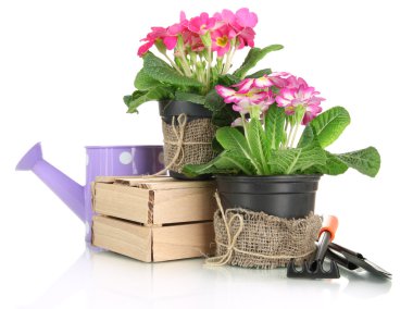 güzel pembe primula Çiçeklik ve üzerinde beyaz izole Bahçe aletleri