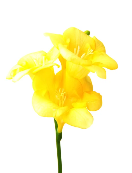 Beyaz izole sarı Frezya çiçeği — Stok fotoğraf