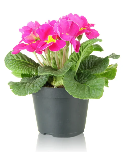 Bela primula rosa em vaso de flores, isolado em branco — Fotografia de Stock