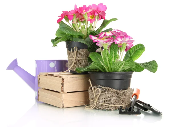 Beautiful pink primula in flowerpots and gardening tools, isolated on white — Stock Photo, Image