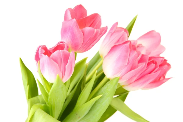 Pink tulips isolated on white — Stock Photo, Image