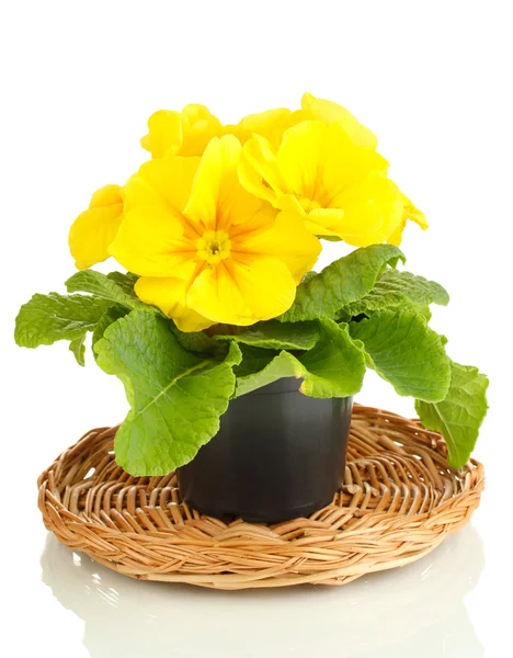Schöne gelbe Primeln im Blumentopf, isoliert auf weiß — Stockfoto
