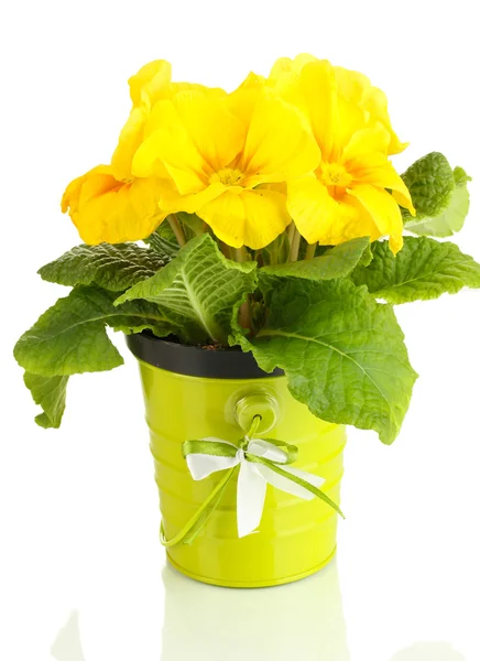 Beautiful yellow primula in flowerpot, isolated on white — Stock Photo, Image