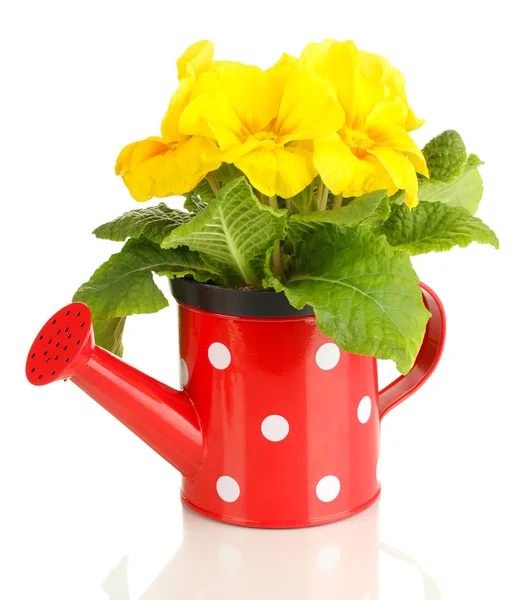 Beautiful yellow primula in watering can, isolated on white — Stock Photo, Image