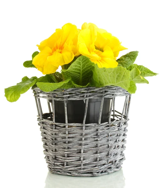 Beautiful yellow primula in basket, isolated on white — Stock Photo, Image