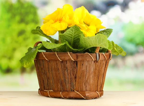 Beautiful yellow primula in basket on wooden table on green background — Stock Photo, Image