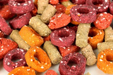 kuru köpek yakın kadar davranır.