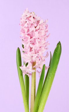 renkli arka plan üzerinde güzel sümbül