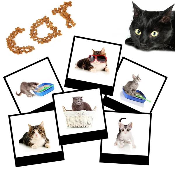 Collage of cats isolated on white — Stock Photo, Image