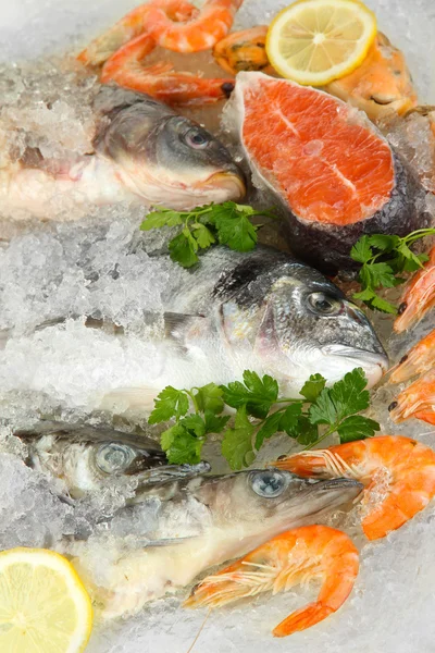 Frisk fisk og skaldyr på is - Stock-foto