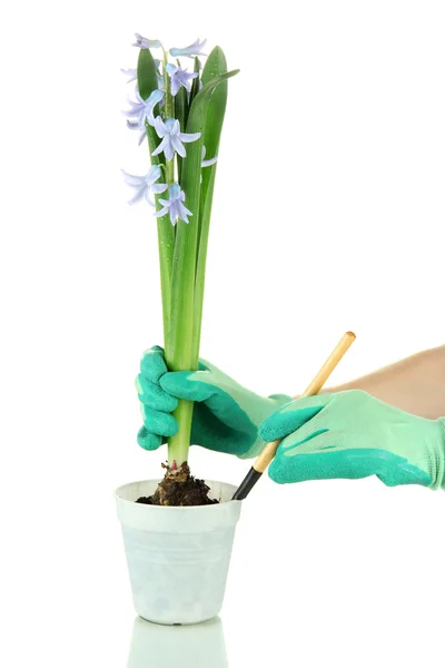 Belo jacinto na mão do vaso e do jardineiro (foto conceitual floração cuidado), isolado em branco — Fotografia de Stock