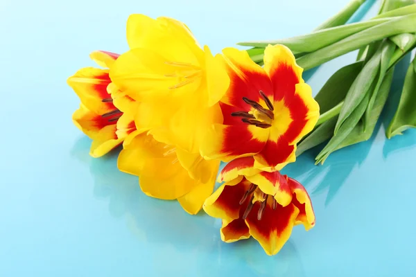 Hermosos tulipanes en cubo sobre fondo azul — Foto de Stock
