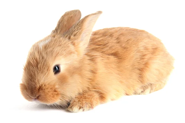 Pluizig foxy konijn geïsoleerd op wit — Stockfoto