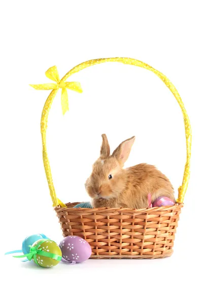 Lapin roux dans le panier avec des œufs de Pâques isolés sur blanc — Photo