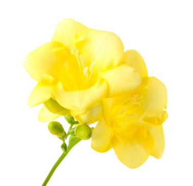 güzel sarı Frezya üzerinde beyaz izole