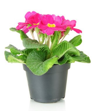 güzel pembe çuha çiçeği üzerinde beyaz izole saksı
