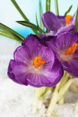 üstünde mavi zemin üzerine kar güzel mor çiğdemler