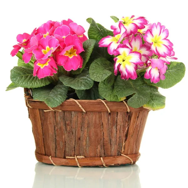Beautiful pink primulas in wooden basket, isolated on white — Stock Photo, Image