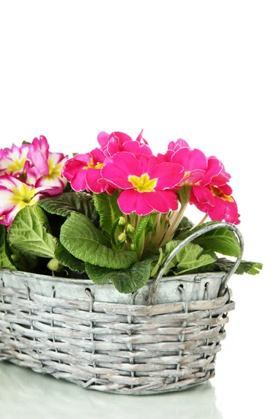 Belas primulas cor-de-rosa em cesta, isoladas em branco — Fotografia de Stock