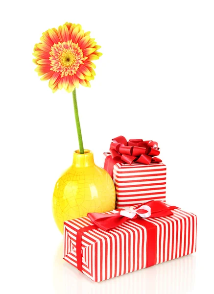 Vackra gerber blomma med gåvor isolerad på vit — Stockfoto