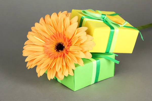 Hermosa flor Gerber con regalos sobre fondo gris —  Fotos de Stock